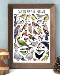 Garden Birds of Britain Wildlife Print