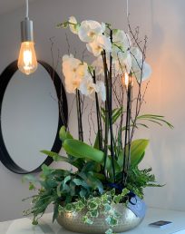 Luxury White Orchid Garden