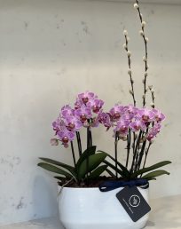 Hotlips Dwarf Orchids
