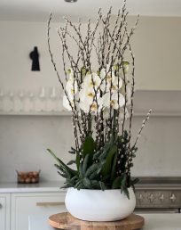 Luxury Snow Blizzard White Orchids