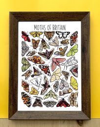 Moths of Britain wall print